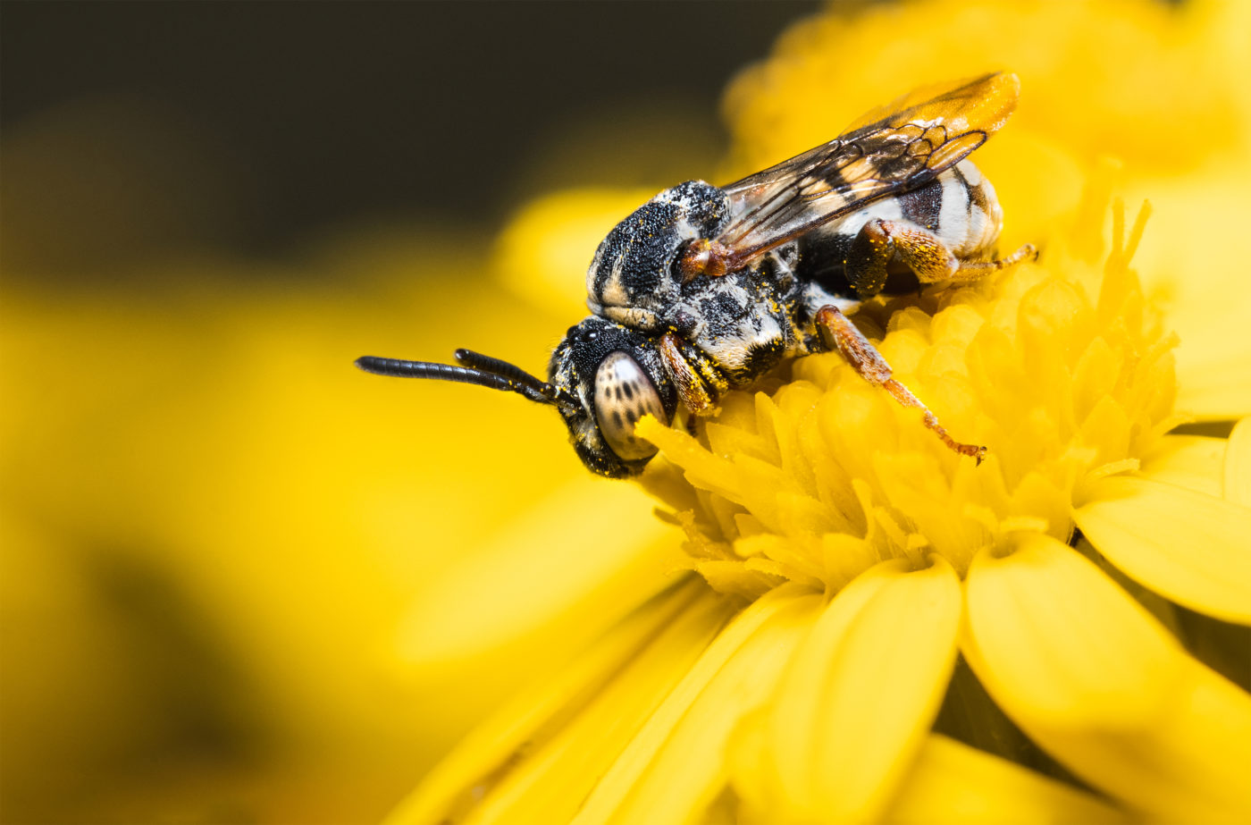 Epeolus sp bee on a yellow common ragwort flower